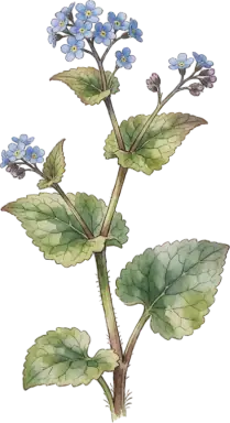 Brunnera (False Forget-Me-Not)
