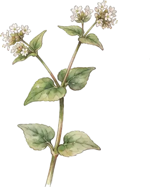 Buckwheat