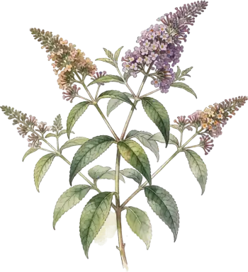 Butterfly Bush