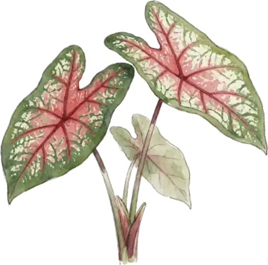 Caladium