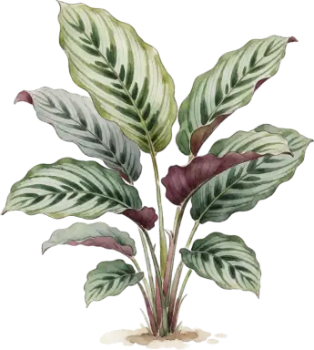 Calathea (Prayer Plant family)