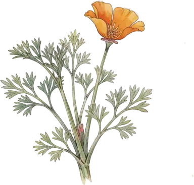 California Poppy