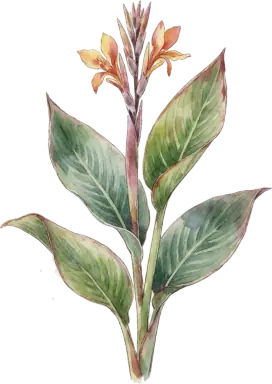 Canna Lily