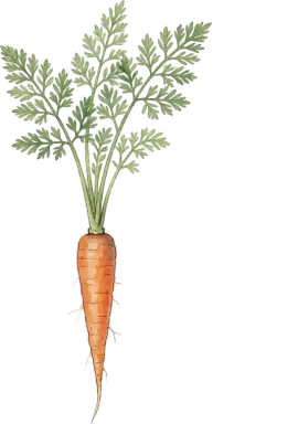 Carrot