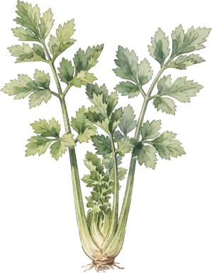 Celeriac (Celery Root)