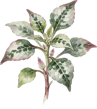 Celosia