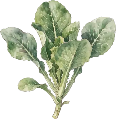 Celtuce (Stem Lettuce)