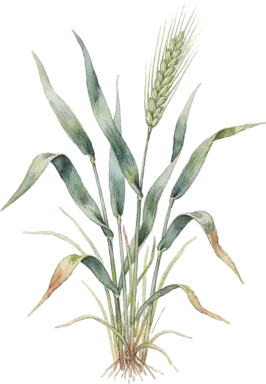 Cereal Rye (Winter Rye)