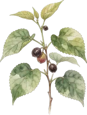 Che (Chinese Mulberry)