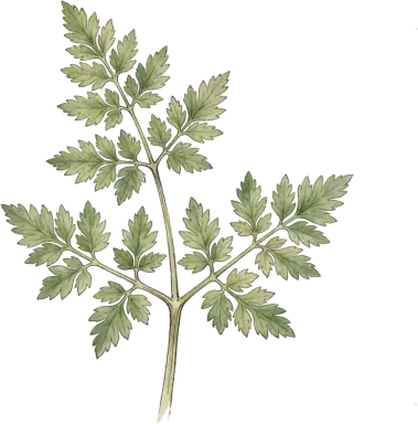 Chervil