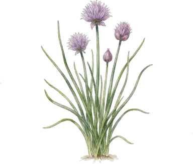 Chives