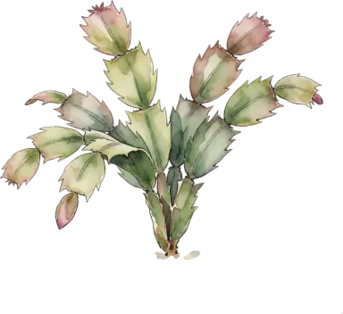Holiday Cactus
