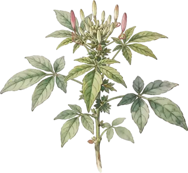 Cleome (Spider Flower)