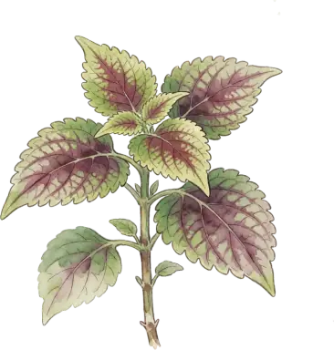 Coleus