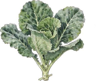 Collard Greens
