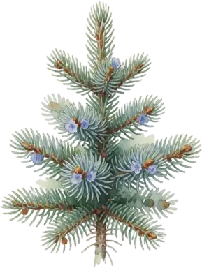 Colorado Blue Spruce