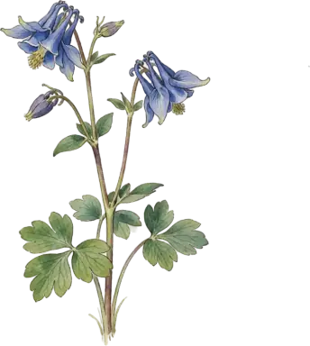 Columbine