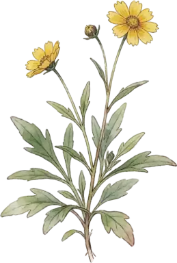 Coreopsis