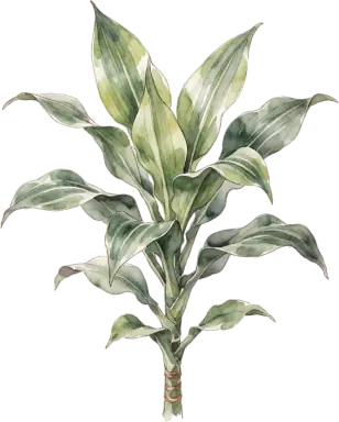 Corn Plant