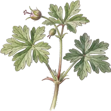 Hardy Geranium (Cranesbill)