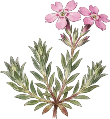 Creeping Phlox (Moss Phlox)