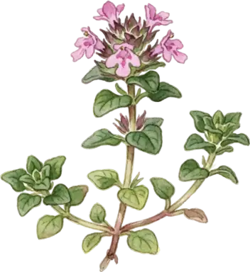 Creeping Thyme