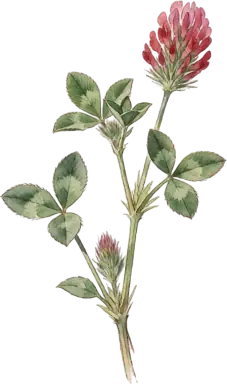 Crimson Clover
