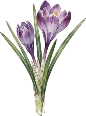 Crocus