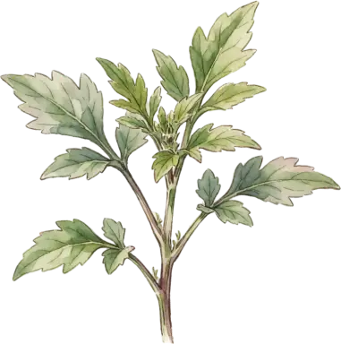 Culantro (Recao)