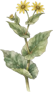 Cup Plant