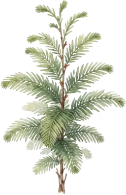 Dawn Redwood