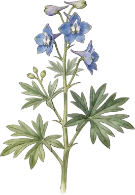 Delphinium