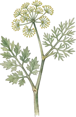 Dill
