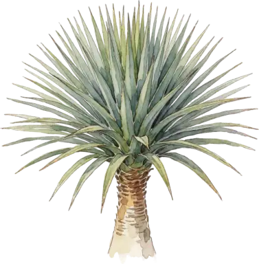 Dragon Tree