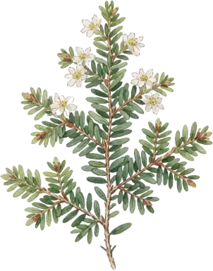 Eastern Hemlock