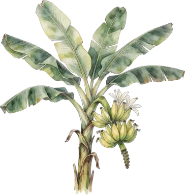 Banana (Edible)