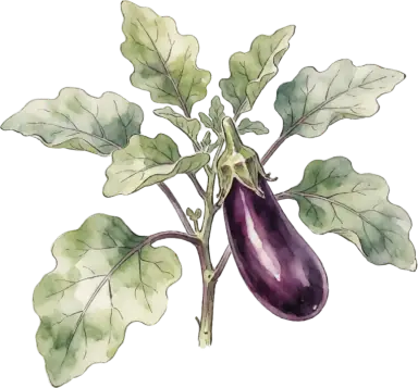Eggplant