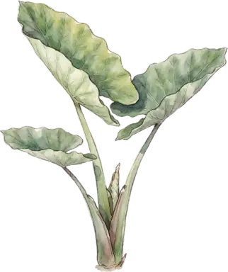 Elephant Ear