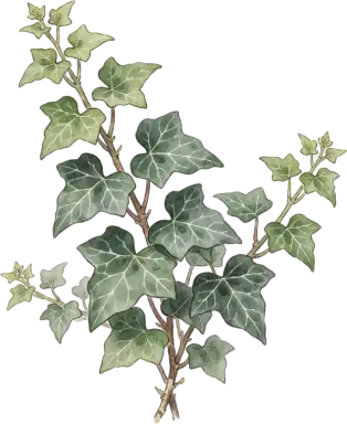 English Ivy