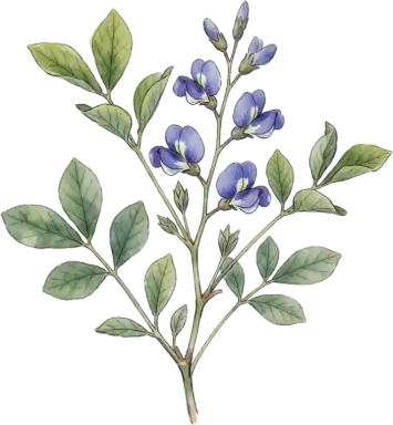 False Indigo (Baptisia)
