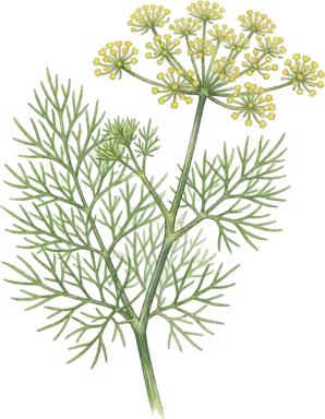 Fennel