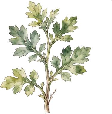 Feverfew