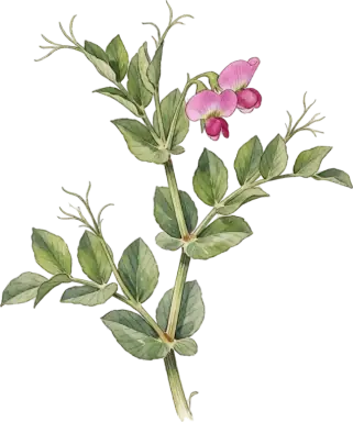 Field Pea (Austrian Winter Pea)