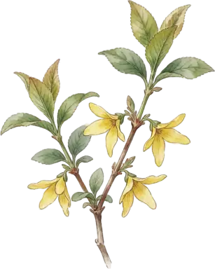 Forsythia
