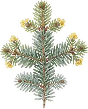 Fraser Fir