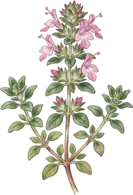 Lemon Thyme