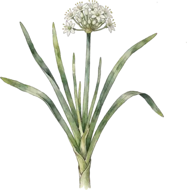 Garlic Chives