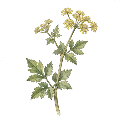 Golden Alexanders