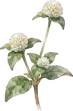 Globe Amaranth
