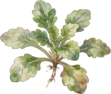 Good King Henry